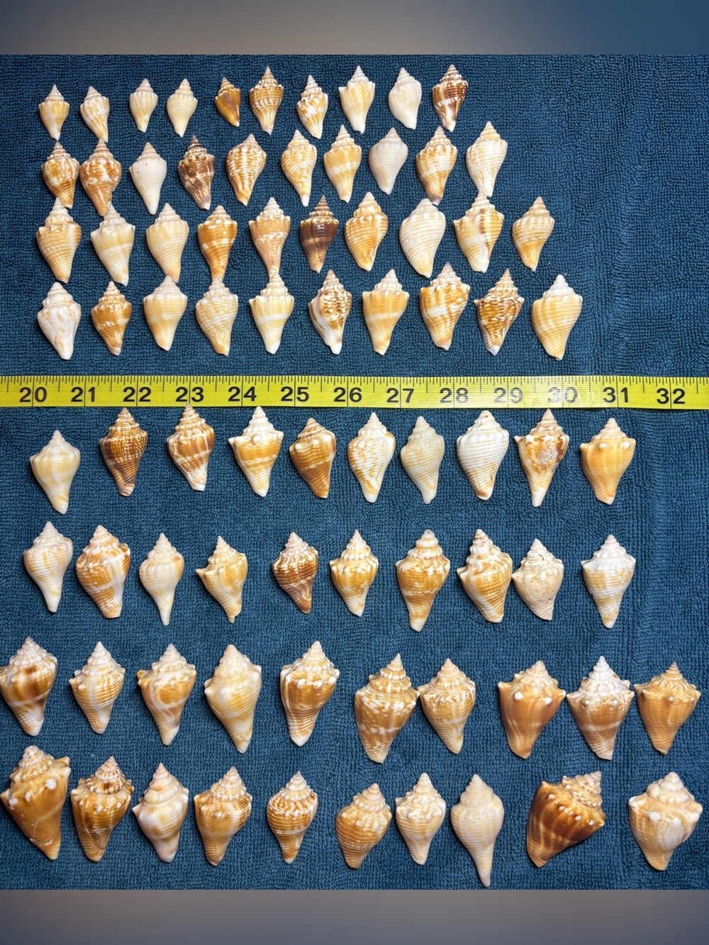 80 Mini Florida Fighting Conch Shells. Smaller variety of sizes. Great Crafting!
